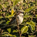 Moineau domestique Passer domesticus - House Sparrow