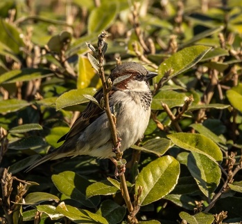 Moineau domestique Passer domesticus - House Sparrow