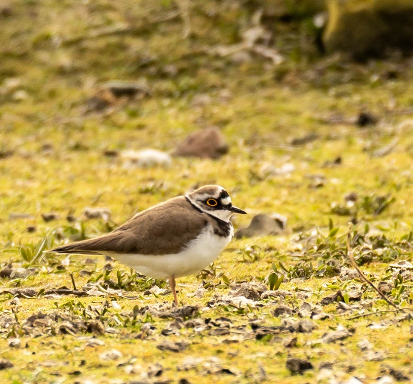 Petit Gravelot Pluvier petit-gravelot Charadrius dubius - Little Ringed Plover
