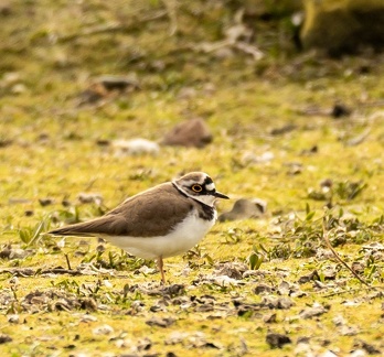 Petit Gravelot Pluvier petit-gravelot Charadrius dubius - Little Ringed Plover