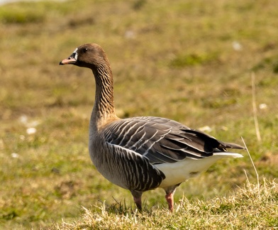 Oie à bec court Anser brachyrhynchus - Pink-footed Goose