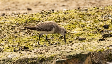 Bécasseau cocorli Calidris ferruginea - Curlew Sandpiper