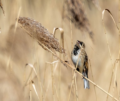 Bruant des roseaux Emberiza schoeniclus - Common Reed Bunting