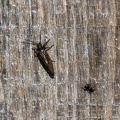 Sialis de la vase et  Heliophanus Araignées
