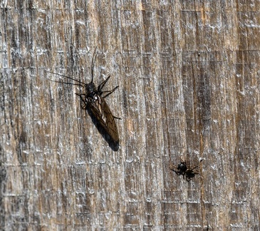 Sialis de la vase et  Heliophanus Araignées