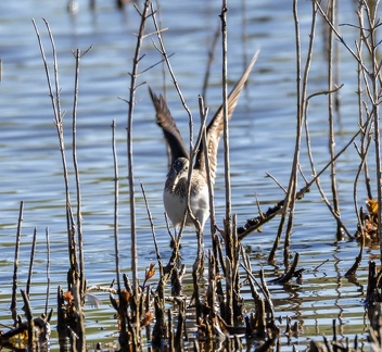 Chevalier cul-blanc Chevalier culblanc Tringa ochropus - Green Sandpiper