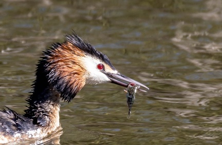 Grèbe huppé Podiceps cristatus - Great Crested Grebe