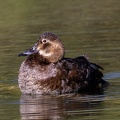 Fuligule milouin Aythya ferina - Common Pochard