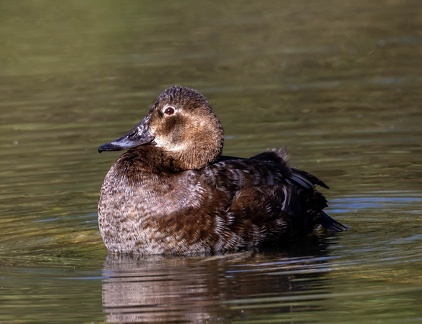 Fuligule milouin Aythya ferina - Common Pochard