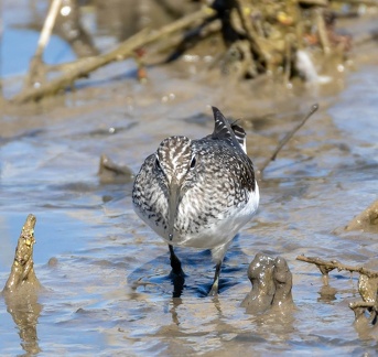 Chevalier cul-blanc Chevalier culblanc Tringa ochropus - Green Sandpiper