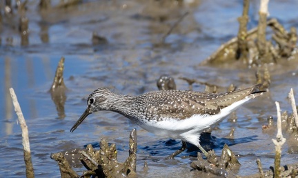 Chevalier cul-blanc Chevalier culblanc Tringa ochropus - Green Sandpiper