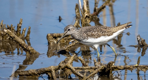 Chevalier cul-blanc Chevalier culblanc Tringa ochropus - Green Sandpiper