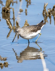 Chevalier cul-blanc Chevalier culblanc Tringa ochropus - Green Sandpiper