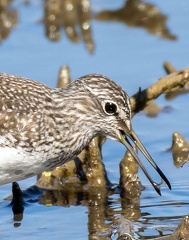 Chevalier cul-blanc Chevalier culblanc Tringa ochropus - Green Sandpiper