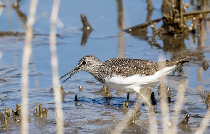 Chevalier cul-blanc Chevalier culblanc Tringa ochropus - Green Sandpiper