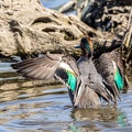 Sarcelle d'hiver Anas crecca - Eurasian Teal
