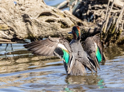 Sarcelle d'hiver Anas crecca - Eurasian Teal