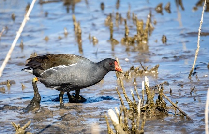 Gallinule poule-d'eau Gallinula chloropus - Common Moorhen