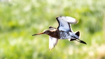 Barge à queue noire - Limosa limosa Black-tailed Godwit