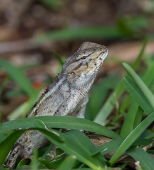 agame versicolore (Calotes versicolor), galéote versicolore, lézard arlequin, agame arlequin