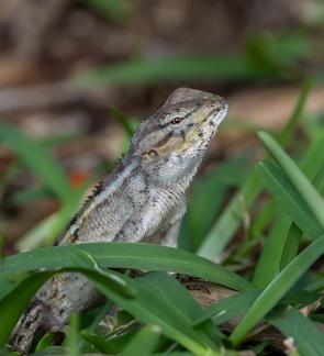 agame versicolore (Calotes versicolor), galéote versicolore, lézard arlequin, agame arlequin