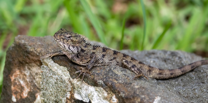 agame versicolore (Calotes versicolor),  galéote versicolore, lézard arlequin, agame arlequin