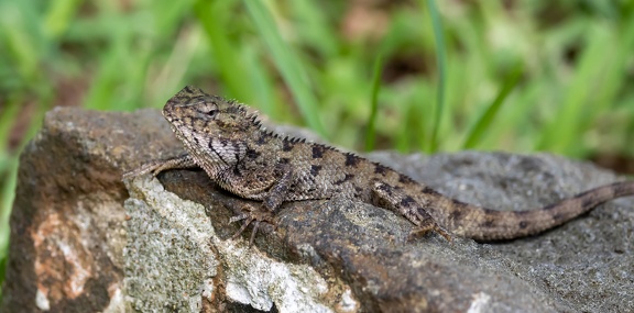 agame versicolore (Calotes versicolor),  galéote versicolore, lézard arlequin, agame arlequin