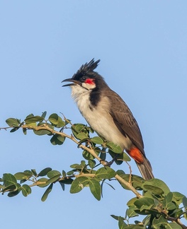Bulbul orphée Pycnonotus jocosus - Red-whiskered Bulbul