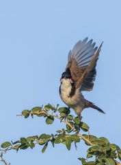 Bulbul orphée Pycnonotus jocosus - Red-whiskered Bulbul