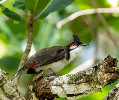 Bulbul orphée Pycnonotus jocosus - Red-whiskered Bulbul