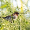 Capucin damier Lonchura punctulata - Scaly-breasted Munia