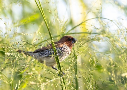 Capucin damier Lonchura punctulata - Scaly-breasted Munia