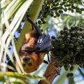 Roussette noire (Pteropus niger)