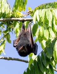 Roussette noire (Pteropus niger)
