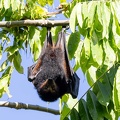 Roussette noire (Pteropus niger)