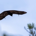 Roussette noire (Pteropus niger)