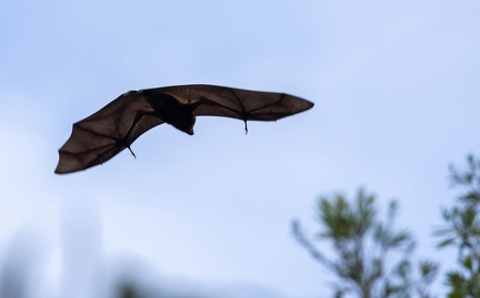 Roussette noire (Pteropus niger)
