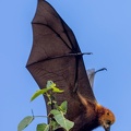 Roussette noire (Pteropus niger)