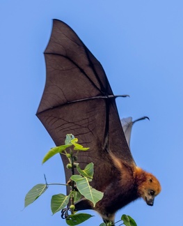 Roussette noire (Pteropus niger)