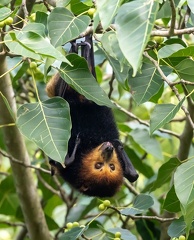 Roussette noire (Pteropus niger)