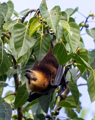 Roussette noire (Pteropus niger)