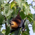 Roussette noire (Pteropus niger)