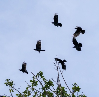 Corbeau familier Corvus splendens - House Crow