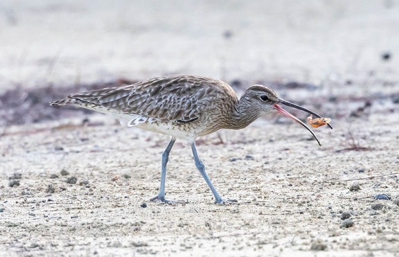 Courlis corlieu Numenius phaeopus - Eurasian Whimbrel