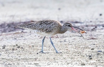Courlis corlieu Numenius phaeopus - Eurasian Whimbrel