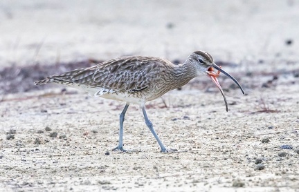 Courlis corlieu Numenius phaeopus - Eurasian Whimbrel