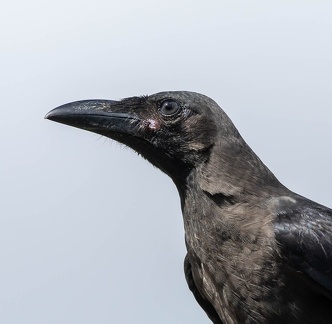 Corbeau familier Corvus splendens - House Crow