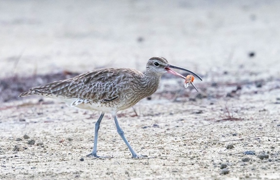 Courlis corlieu Numenius phaeopus - Eurasian Whimbrel