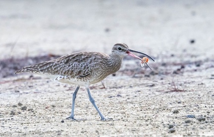 Courlis corlieu Numenius phaeopus - Eurasian Whimbrel