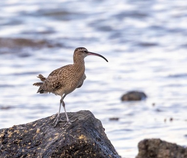 Courlis corlieu Numenius phaeopus - Eurasian Whimbrel